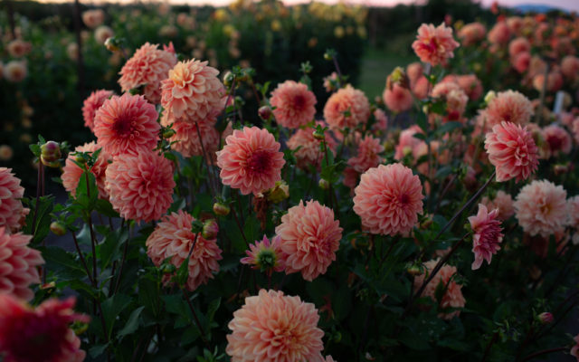 Floret dahlia field