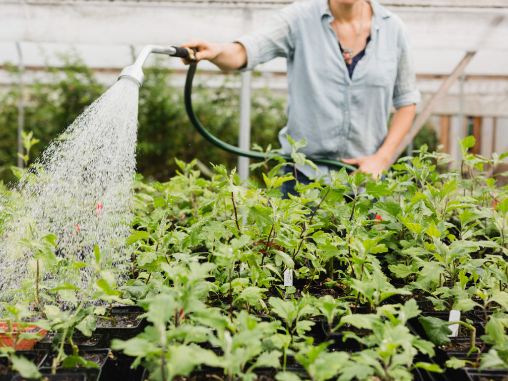 Erin Benzakein watering seedlings in a greenhouse