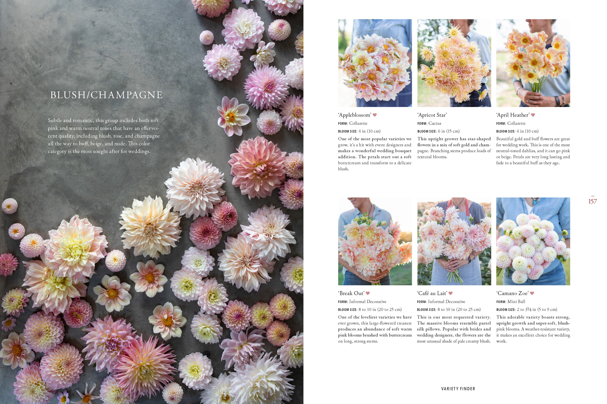 A page from Floret Farm's Discovering Dahlias showing various dahlia varieties