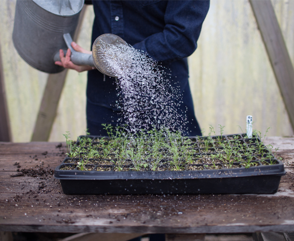 Erin Benzakein watering seedlings in a tray