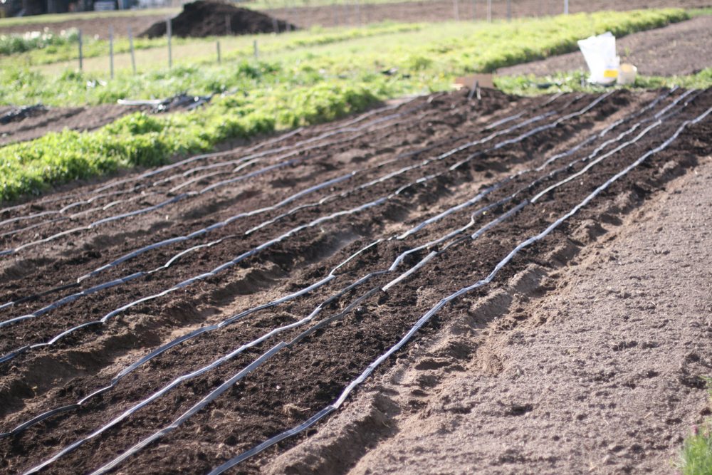 Drip irrigation onto flower bed preparation