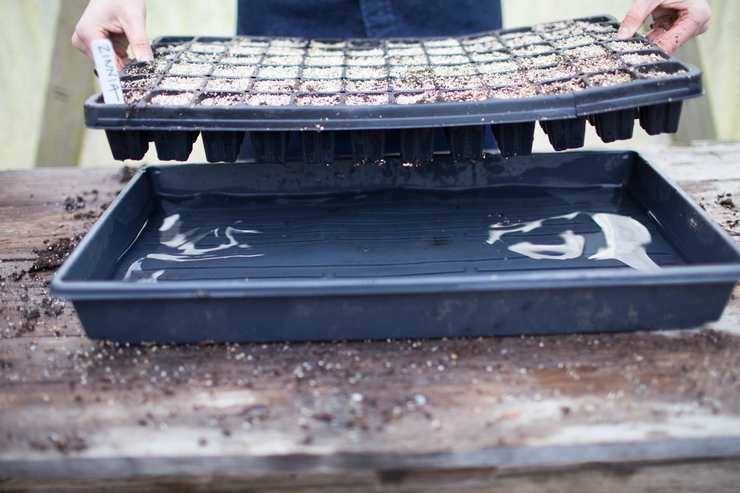 Erin Benzakein placing a seed tray into a tray of water