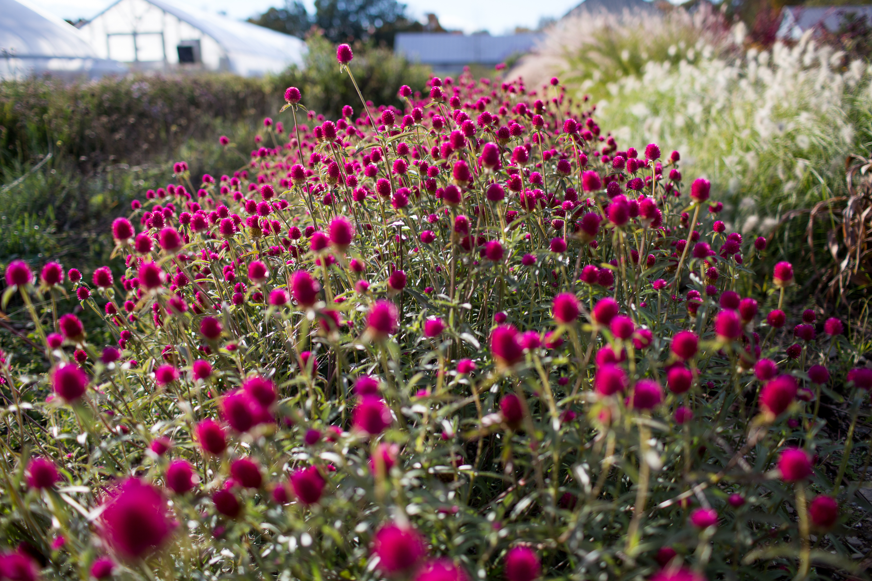 Globe amaranth growing in the field