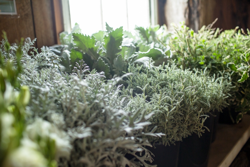 Foliages in buckets