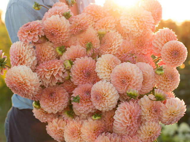 Erin Benzakein with an armload of orange dahlias