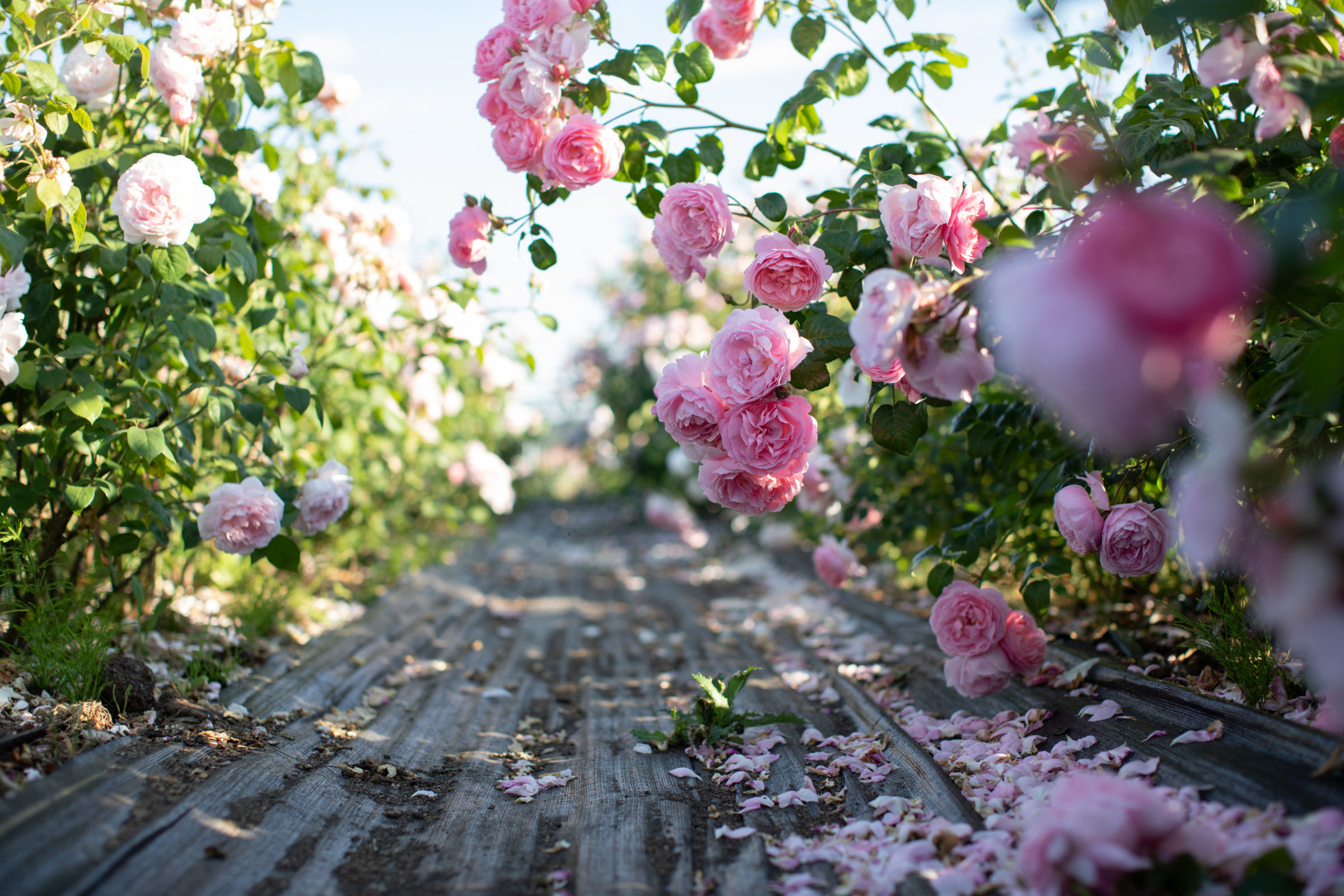 Roses growing in the Floret field