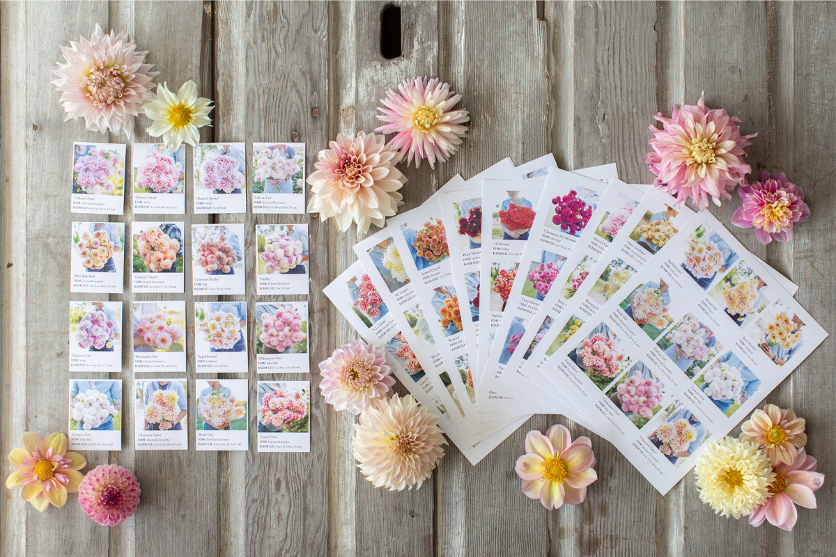 Floret Farm's Discovering Dahlias Bonus Materials